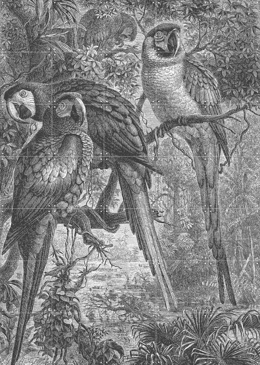 IXXI Macaws Parrots, Aster Edition - 100 x 140 cm - Gratis ophangtool - Grote wanddecoratie en posters - Vintage, Illustraties, Naturalisme