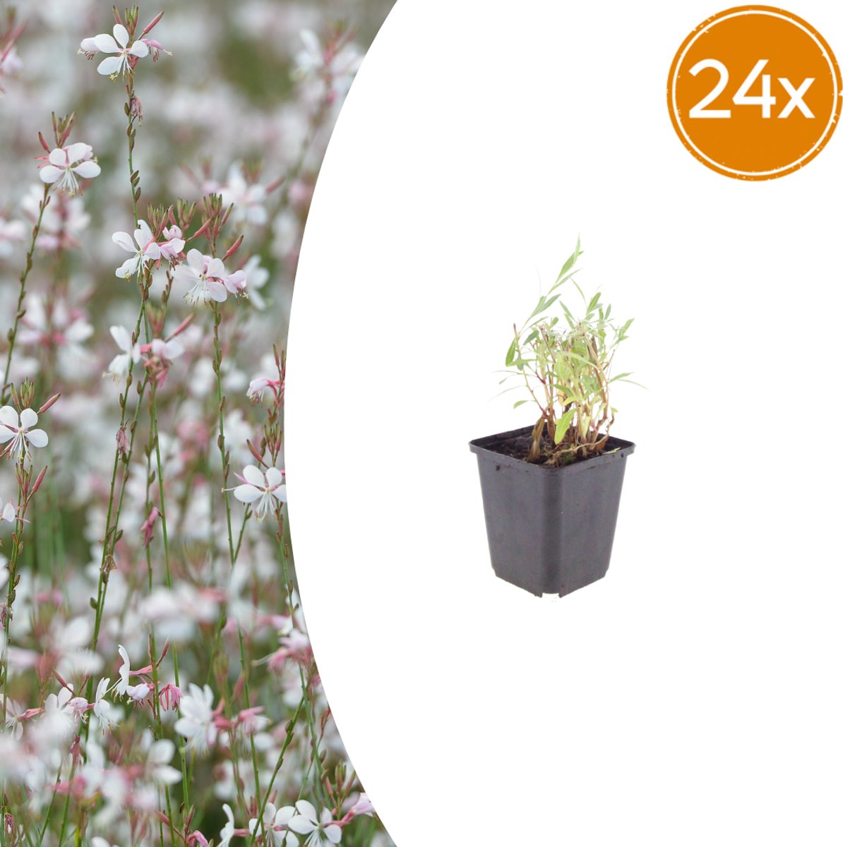 Tuinplantenshop.com | Gaura lindheimeri | 24 stuks - Ø9cm - 10-25cm hoog - Tuinplant