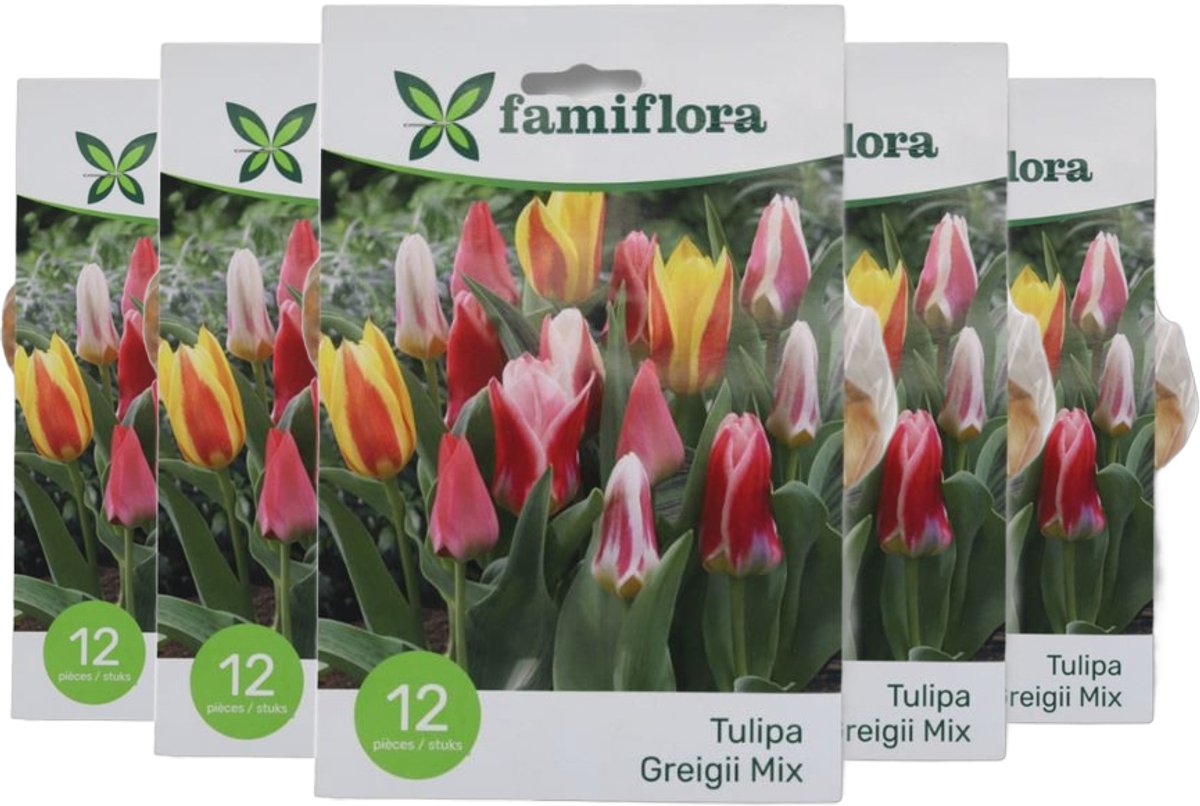 Famiflora Tulipa Greigii Mix 5 x 12 - 60 bloembollen - Opvallende kleurenmix voor visuele diversiteit en levendigheid - Trek bewondering van bezoekers en vogels door unieke bloemvormen