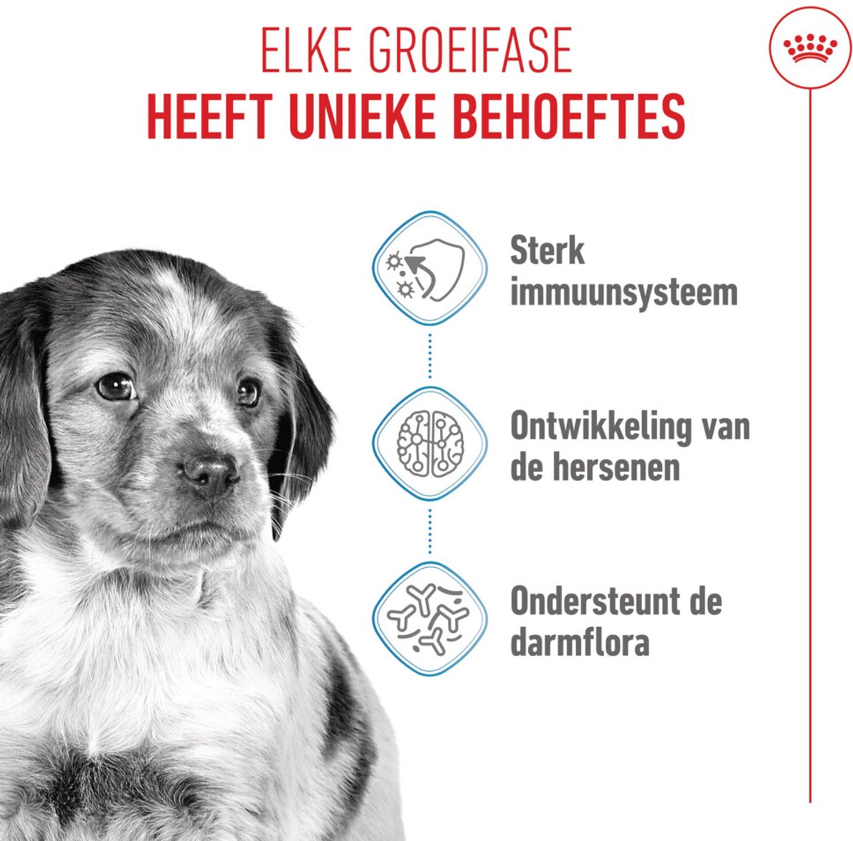 Royal Canin Royal Canin - Hondenvoer Droog Medium Puppy - 1 kg