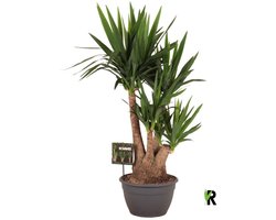 Yucca elephantipes vertakt 120 cm - Kamerplant - Potmaat Ø30 cm