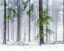IXXI Panoramic Snow Forest, Jan Becke - 100 x 80 cm - Gratis ophangtool - Grote wanddecoratie en posters - Fotografie, Landschappen