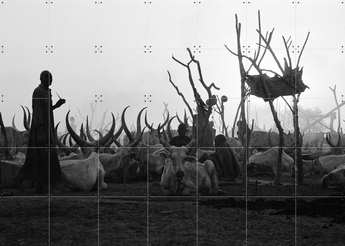 IXXI Dinka Cows at Sunset, Teun Voeten - 140 x 100 cm - Gratis ophangtool - Grote wanddecoratie en posters - Fotografie,