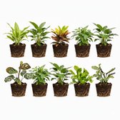 vdvelde.com - Ensemble de mini plantes d'intérieur et fougères 10 pièces - 5 mini plantes d'intérieur & 5 mini fougères - Perfect pour terrarium, pots & décoration - Facile à entretenir