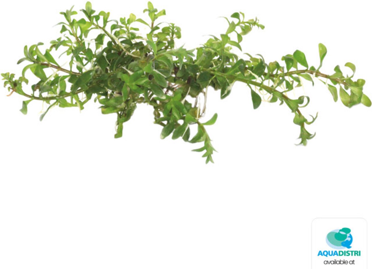 Easy Grow Ludwigia Inclinata Cuba | In vitro cup