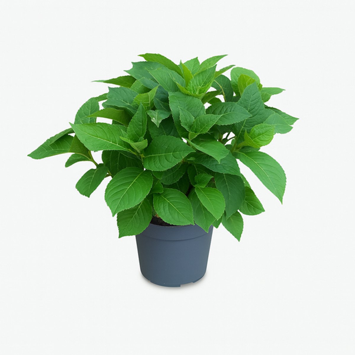 JUNAVERA Hydrangea macrophylla 'Renate Steiniger' (hortensia) | 40 cm hoog | In 13 cm pot | Blauwe boerenhortensia