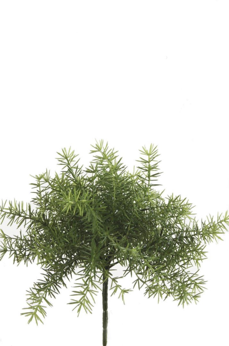 Asparagus Bush Lt Green