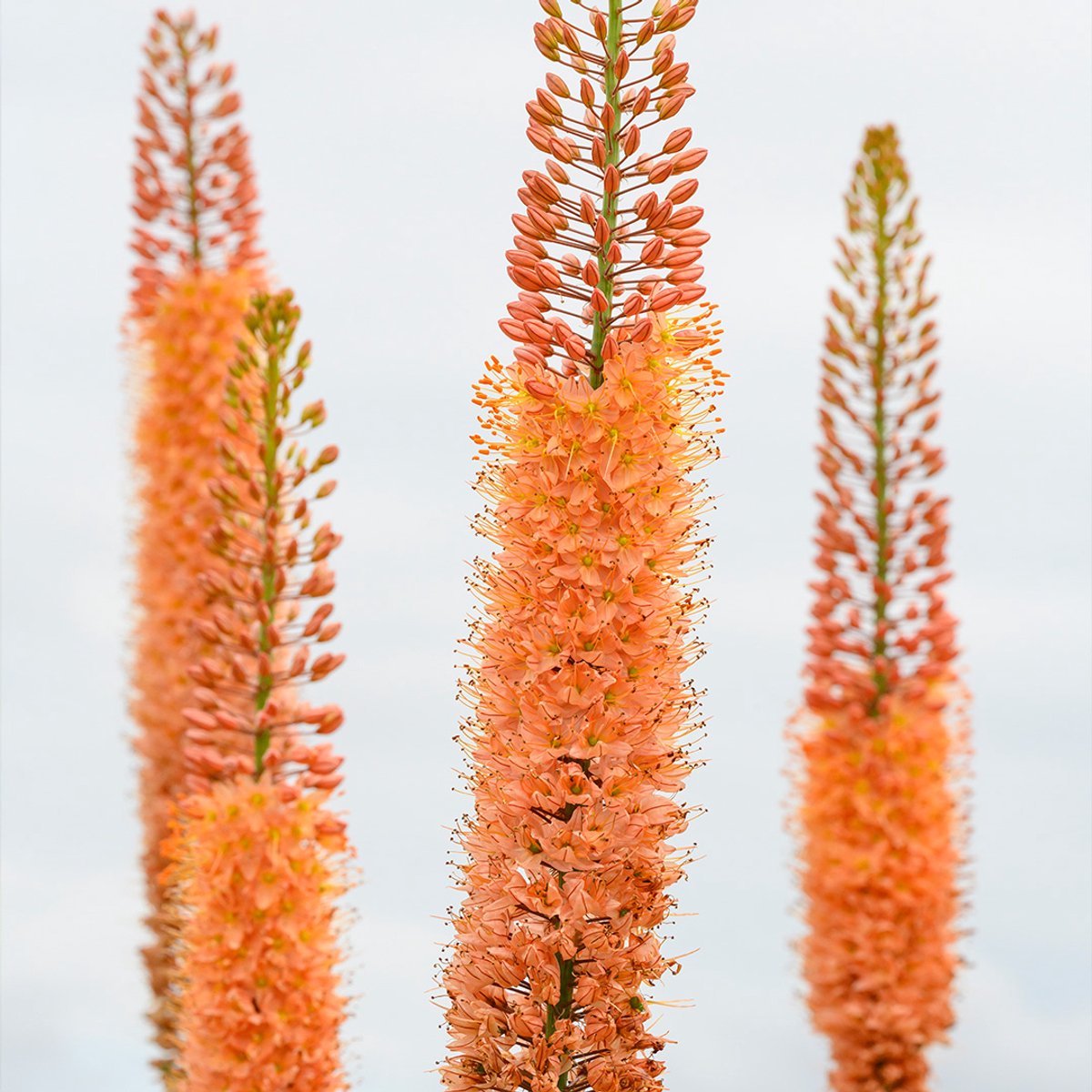 Eremurus Cleopatra | Oranje | Roze | Zalm | Naald van Cleopatra Bollen