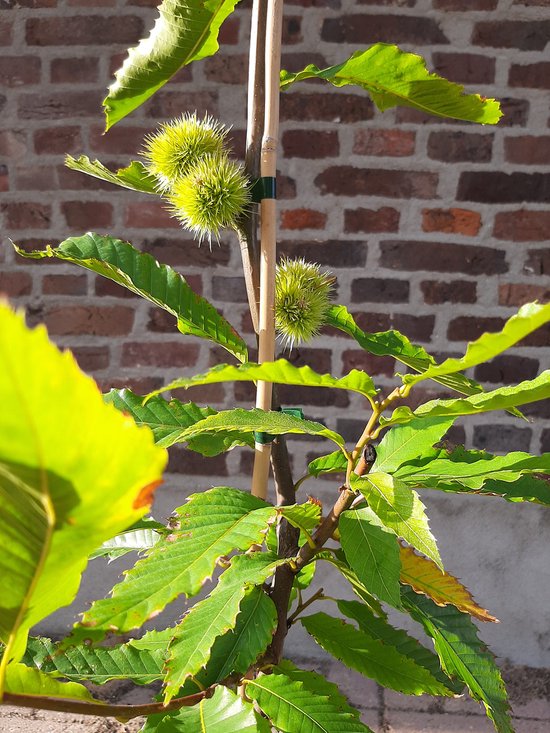Jonge, stekelige kastanjes aan een tak met groene bladeren, ondersteund door bamboestokken. Op de achtergrond een bakstenen muur.