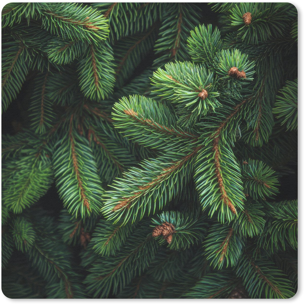 Muismat 30x30 cm - Mousepad Sparrentakken - Knoppen - Naalden - Groen - Muismatten
