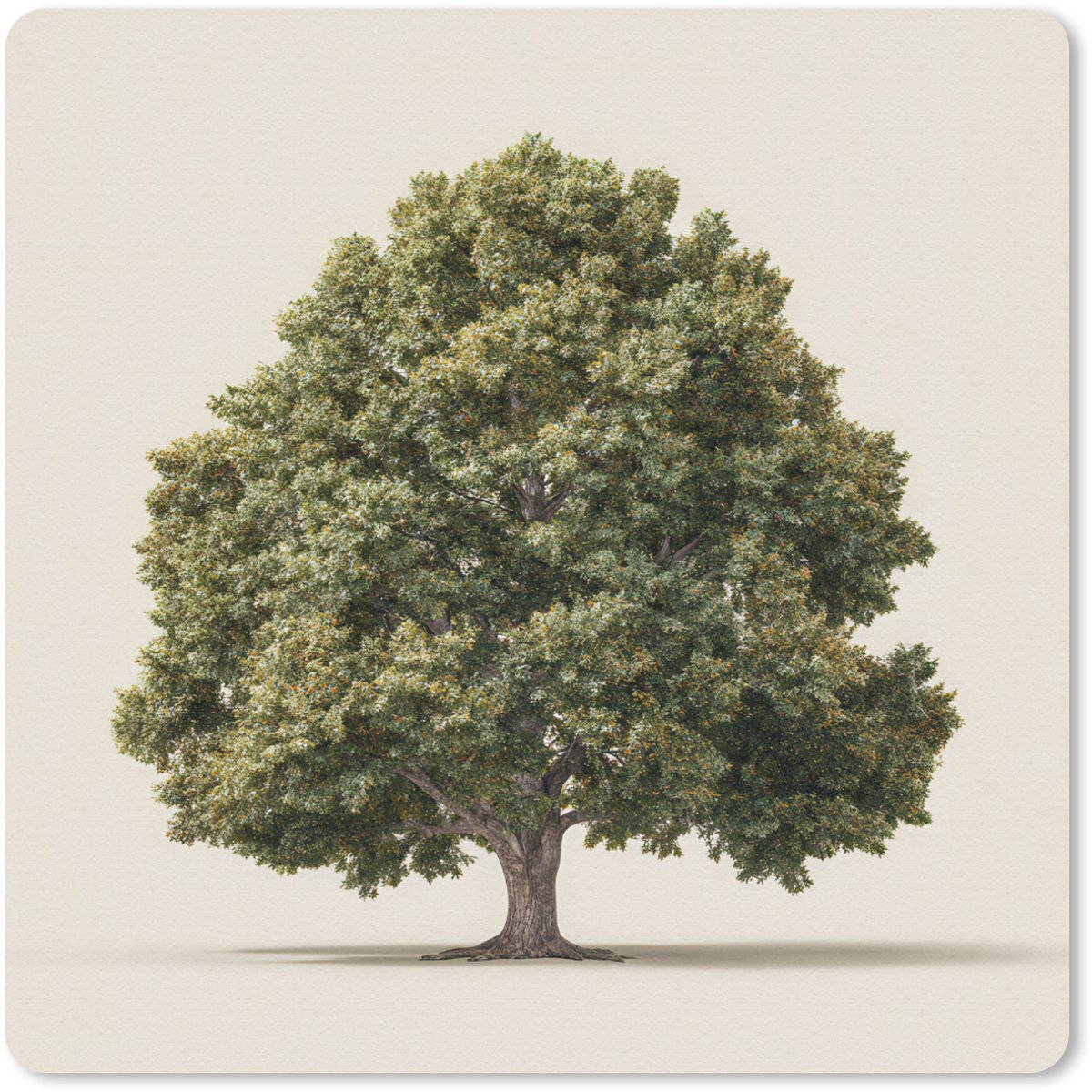 Muismat 20x20 cm - Mousepad Eikenboom - Groen - Lichte achtergrond - Muismatten