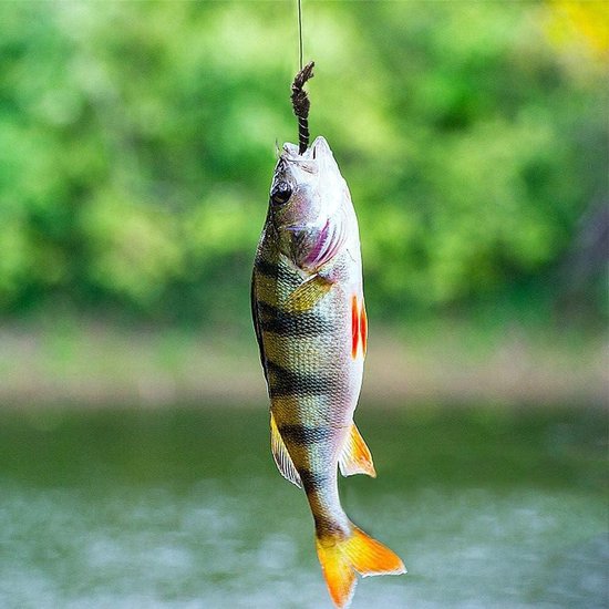 Peche Truite Cote D Or – Les 15 eilleurs produits dans la coparaison