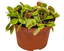 JUNAVERA Dionaea muscipula (Venusvliegenval) – vleesetende plant in 9 cm pot