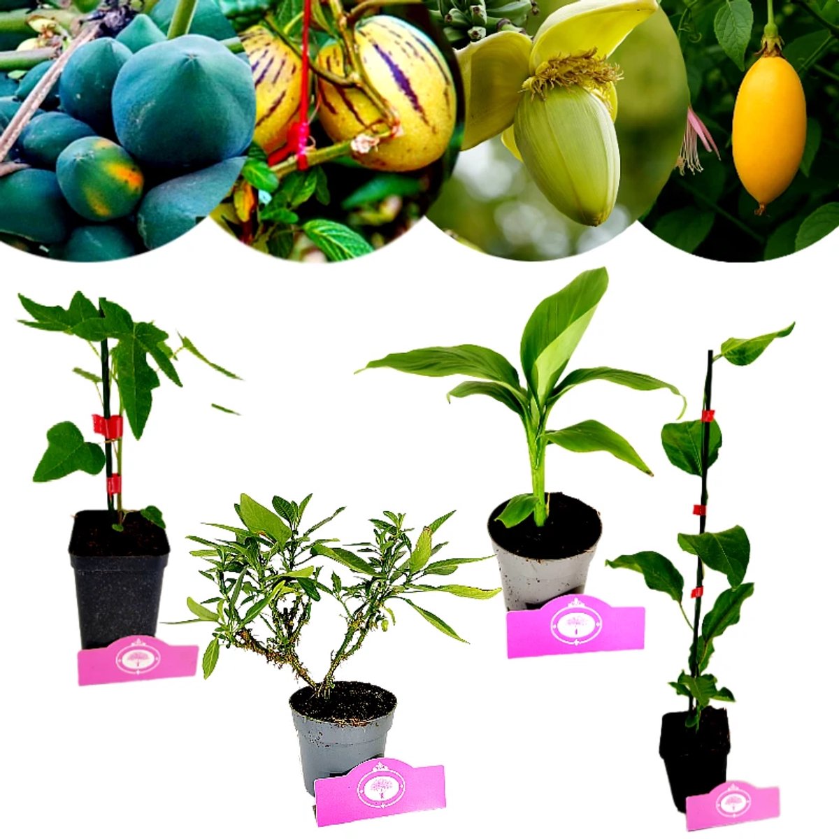 Set van 4 Exotische fruitplanten - Papaya, Passievrucht, Banaan en Meloenpeer - Hoogte va 40 cm - 11 cm pot