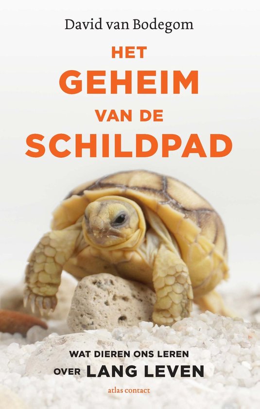 Het geheim van de schildpad - cover