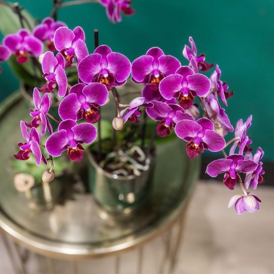 Close-up van paarse phalaenopsis orchideeën met paarse en gele bloemen op een gouden tafel.