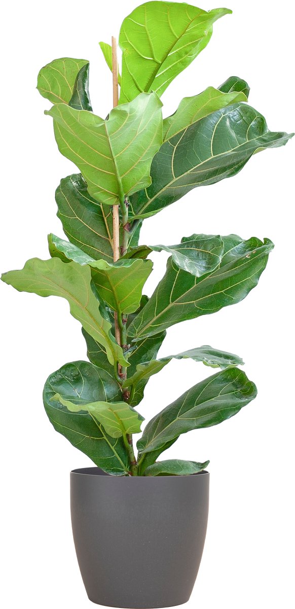 Ficus Lyrata met Potter pot grijs