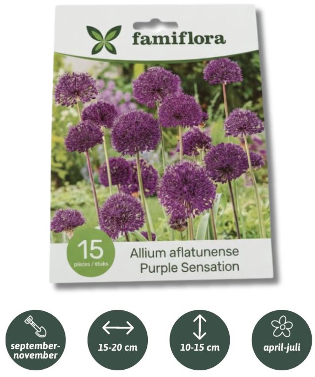 Famiflora Allium Purple Sensation - Voorjaarsbloeiers - 15 bloembollen - Betoverende paarse bloemen trekken bestuivers aan voor een levendige tuin