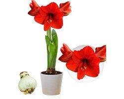 Amaryllis Bol - Red Passion - Bloembollen - 1 stuk - Rood - Bloem bollen - No Water Flower