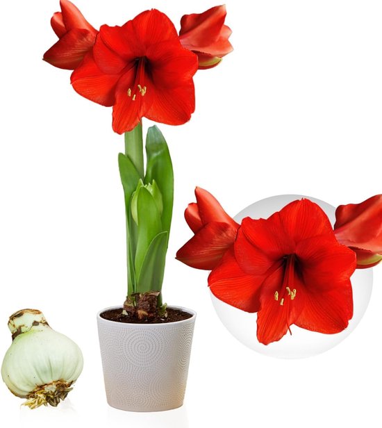 Amaryllis Bol - Red Passion - Bloembollen - 1 stuk - Rood - Bloem bollen - No Water Flower