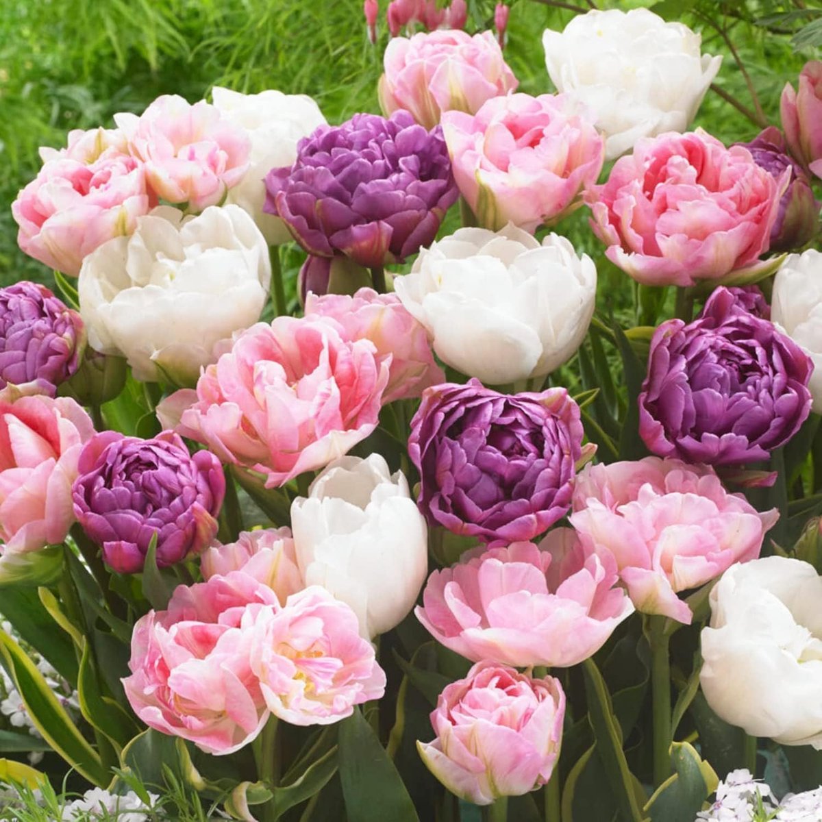 Tulpen Bloembollen Winterhard - Double Lilac White - 20 stuks - Meerkleurig - Bloem Bollen Mix - Tulpenbollen Meerjarig