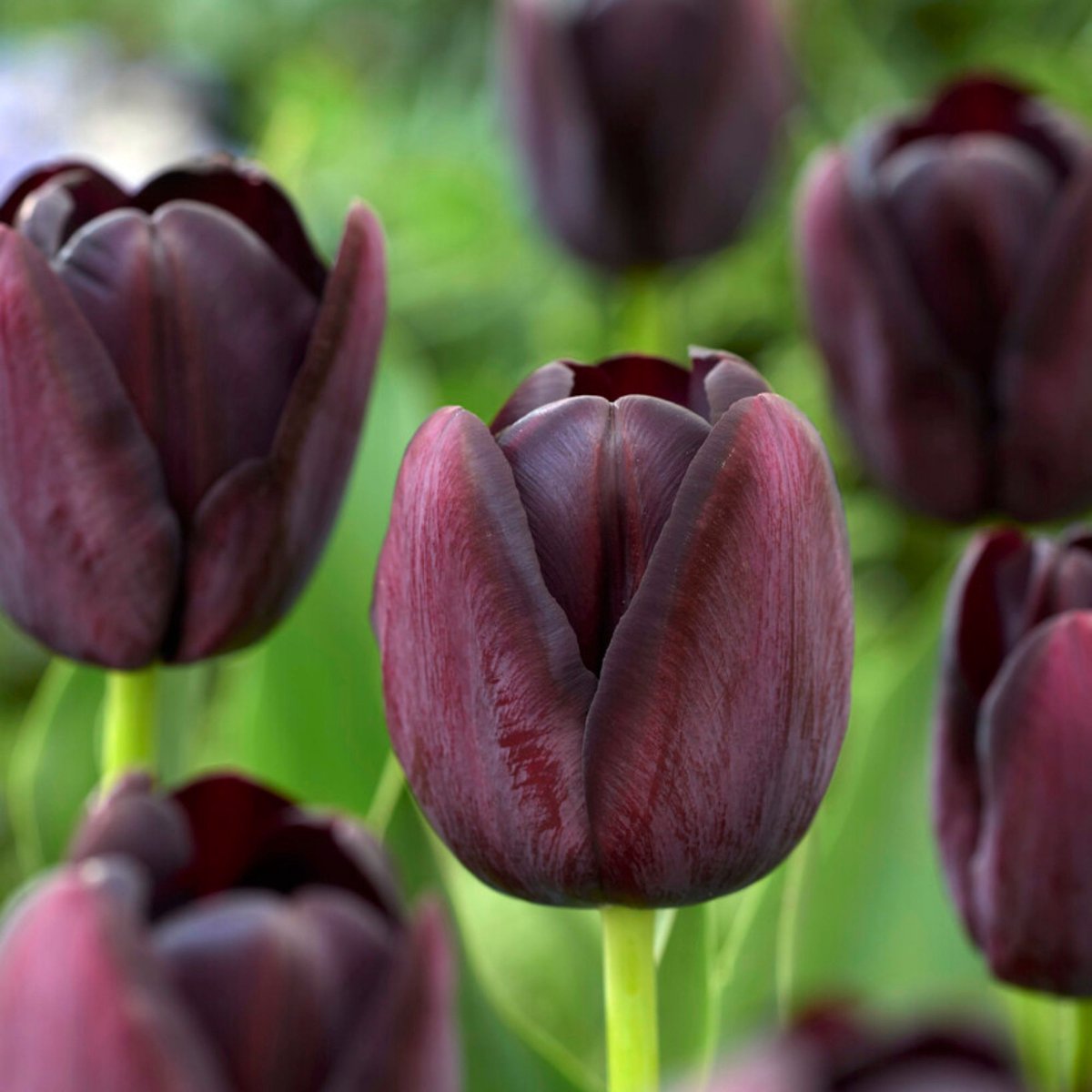 Tulp (Tulipa) - Queen of Night - Enkel Laat Zwart - Snijbloemen - Voorjaarsbollen - bloeit in April / Mei