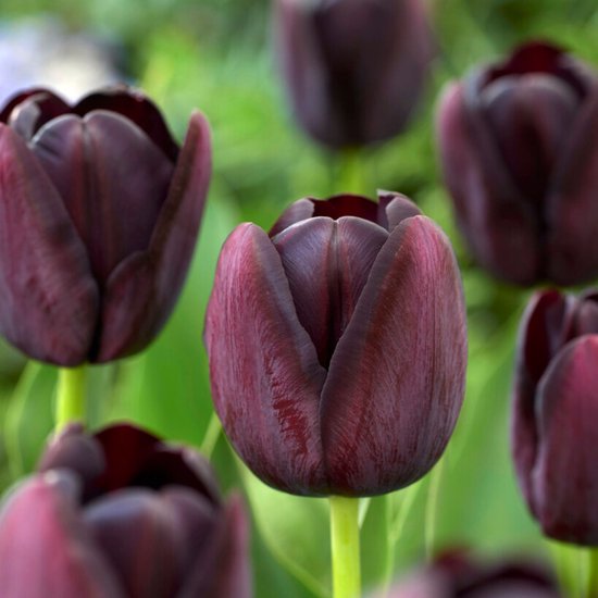 Donkerpaarse tulpen, waarvan de bloemblaadjes aan de randen lichter zijn, met groene stelen tegen een wazige groene achtergrond.