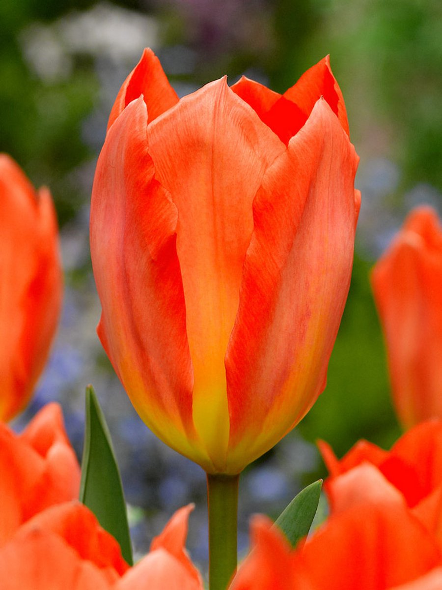 25x Tulpen 'Orange emperor' - BULBi® Bloembollen met bloeigarantie