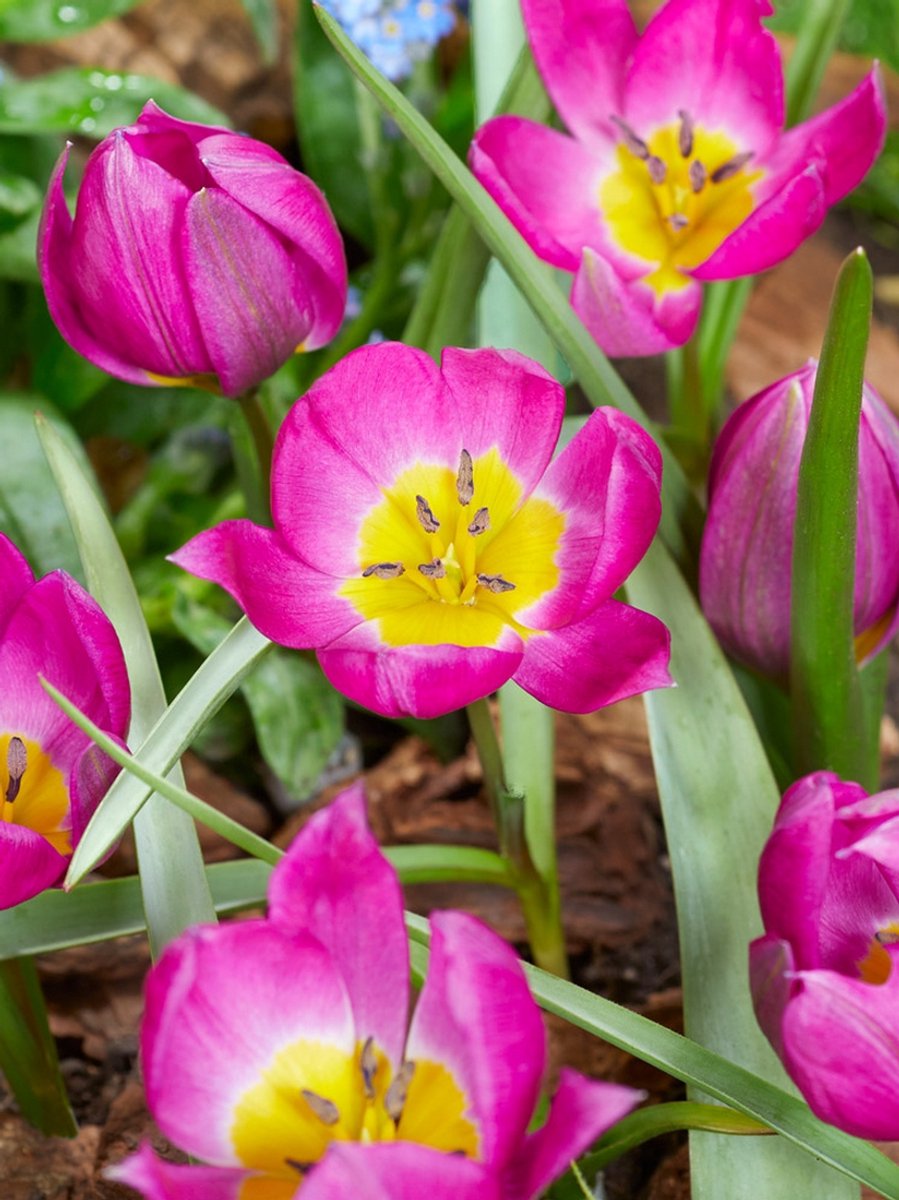 25x Tulpen 'Eastern star pulchella' - BULBi® Bloembollen met bloeigarantie