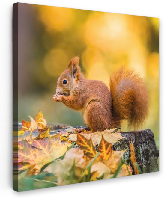 Een eekhoorn zit op een boomstronk in herfstbladeren en eet een nootje.