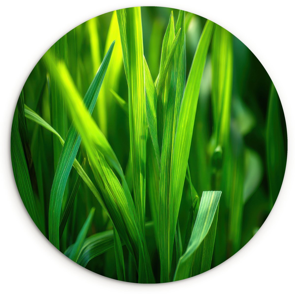 WallCircle Wandcirkel 60x60 cm - Muurcirkel Grassprieten - Lichtinval - Groen - Muurdecoratie woonkamer - Wanddecoratie slaapkamer - Kamer decoratie accessoires - Ronde schilderijen