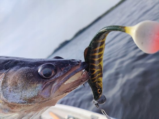 Savage Gear 4D Herring Shad 9cm Snoekaas voor roofvissen — afbeelding 2
