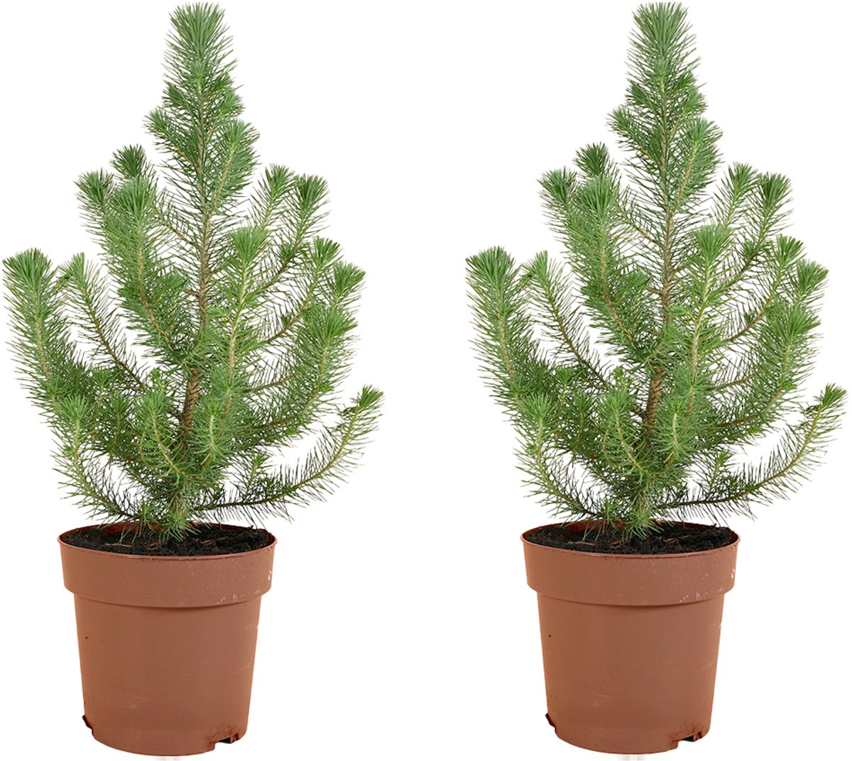 Bloomique - Set van 2 - Pinus Pinea Silver Crest - Parasolden - Pijnboom - Dennenboom - Voor binnen en buiten - Winterhard - Wintergroen - Hoogte 40-60 cm - Pot 17 cm