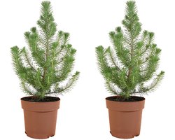 Bloomique - Set van 2 - Pinus Pinea Silver Crest - Parasolden - Pijnboom - Dennenboom - Voor binnen en buiten - Winterhard - Wintergroen - Hoogte 40-60 cm - Pot 17 cm