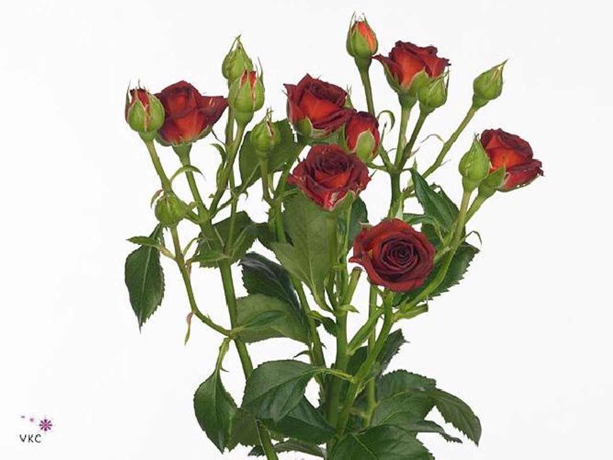 10x Rosa - rood 40cm