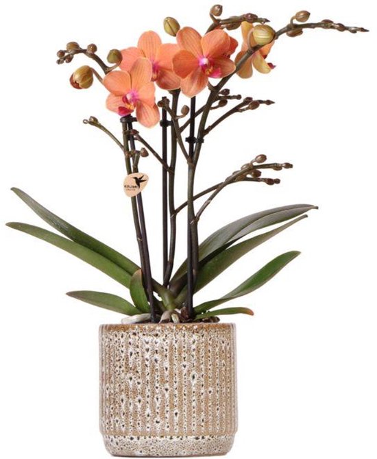 Mooie VlinderOrchidee Bolzano, Ø9cm, Kleur Oranje + Jaguar Sierpot,Bloeiende Kamerplant