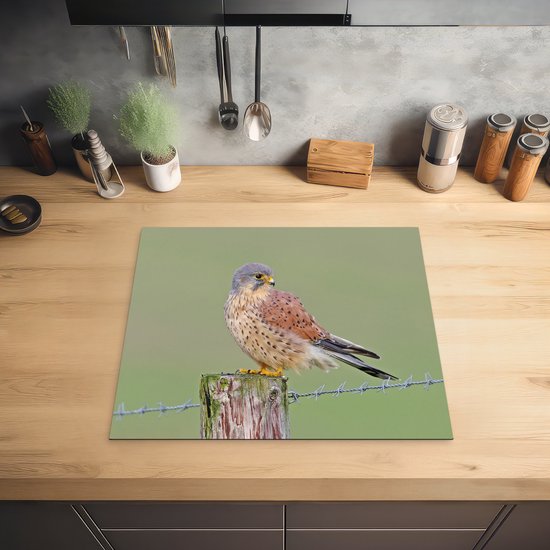 Een torenvalk zit op een houten paaltje met prikkeldraad op een keuken aanrecht.