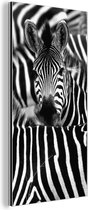 Wanddecoratie Metaal - Aluminium Schilderij Industrieel - Zebra zwart-wit fotoprint - 20x40 cm - Dibond - Foto op aluminium - Industriële muurdecoratie - Voor de woonkamer/slaapkamer