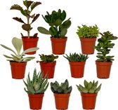 Plantenboetiek.nl | Succulenten Mix | 10 stuks - Kamerplant - Hoogte 7cm - Potmaat 5,5cm