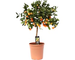 Plantenboetiek.nl | Citrus Calamondin - Ø22cm - 70-80cm hoog - Tuinplant