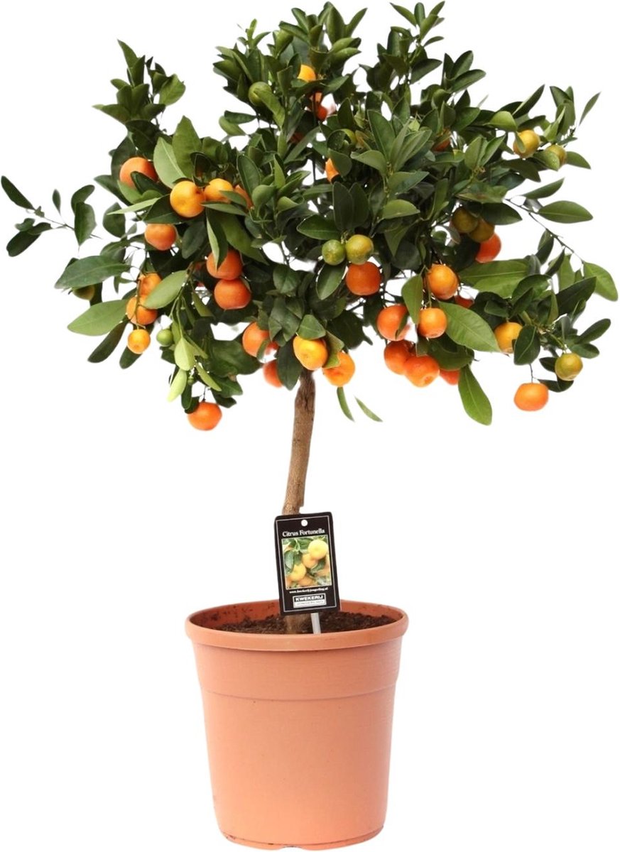 Plantenboetiek.nl | Citrus Calamondin - Ø22cm - 70-80cm hoog - Tuinplant