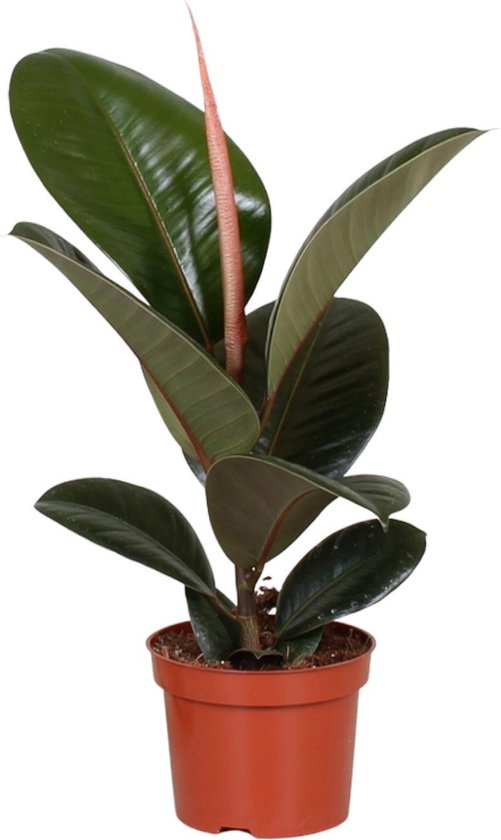 Plantenboetiek.nl | Ficus Elastica Robusta - Ø12cm - 25-35cm hoog - Kamerplant - Groenblijvend