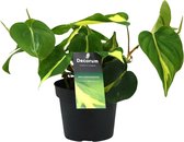 Plantenboetiek.nl | Philondendron Brasil Scandens - Kamerplant - Hoogte 20cm - Potmaat 12cm
