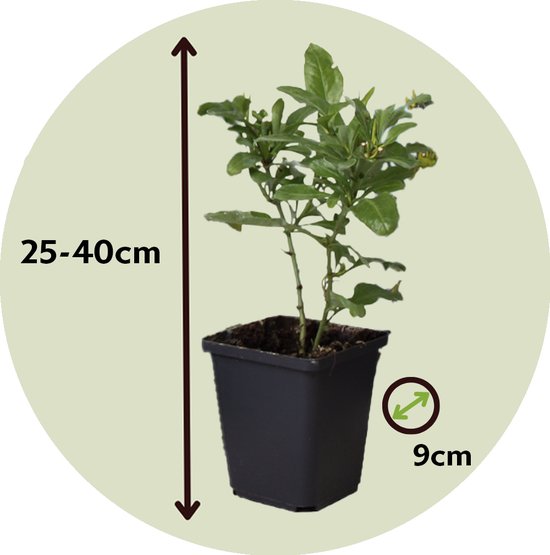 Plumbago Auriculata - Piombaggine 'Gelsomino Azzurro' - Set Di 6 Piante In Vaso 9cm - Foto 6