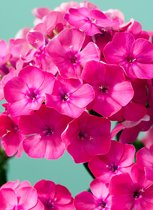 Bulbs by Brenda - Phlox Paniculata Pink Attraction - 5 stuks - vlambloem - flox