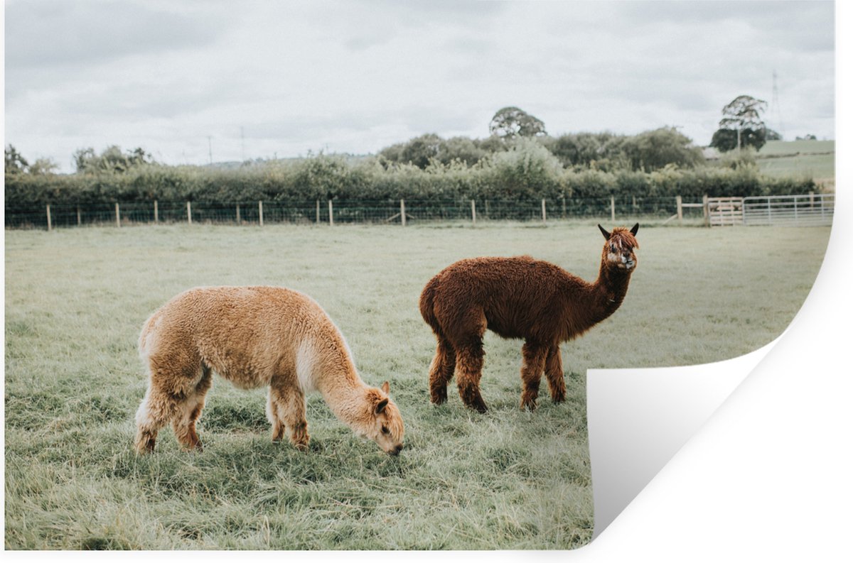 Muurstickers - Sticker Folie - Alpaca's - Dieren - Gras - 90x60 cm - Plakfolie - Muurstick