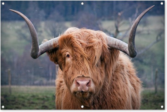 Tuinposter Portret van een Schotse Hooglander