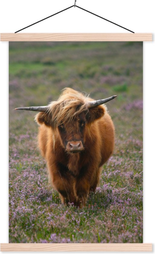 Porte-affiche avec affiche - Affiche scolaire - Scottish Highlander - Heather - Animaux - 120x180 cm - lattes vierges