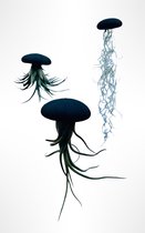 Set van 3 Jellyfish luchtplanten met Zwarte Alfonso zee-egels en verschillende Tillandsia’s/airplants/luchtplantjes/kamerplant/makkelijke plant