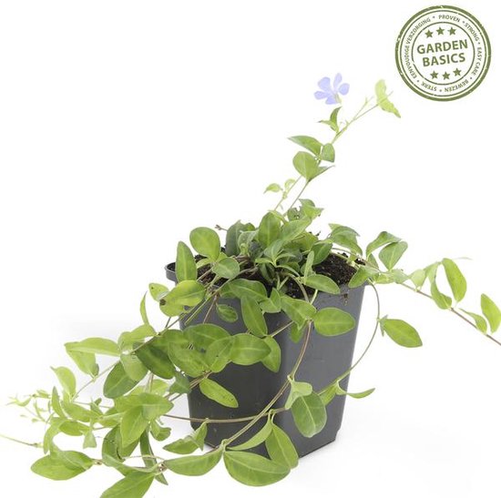 Set de 6 Petites Pervenche - Vinca minor bleu hauteur 15cm taille pot 9cm